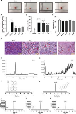 Liquid chromatography-tandem mass spectrometry analysis of a ratio-optimized drug pair of Sophora flavescens Aiton and Coptis chinensis Franch and study on the mechanism of anti-colorectal cancer effect of two alkaloids thereof